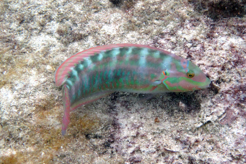 Slippery Dick, photo 6 of 10