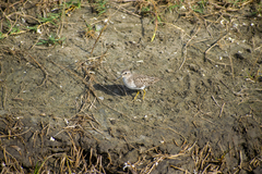 Calidris minutilla