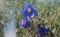 Aquilegia glandulosa