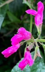 Salvia chiapensis
