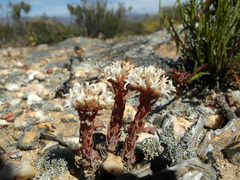 Crassula alpestris