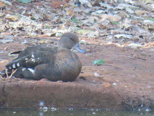 iNaturalist: (c) jandutoit, some rights reserved (CC BY-NC) iNaturalist image