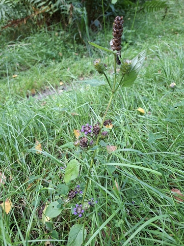 common selfheal