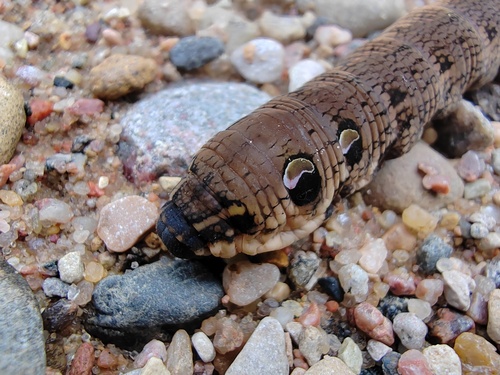 Elephant Hawkmoth