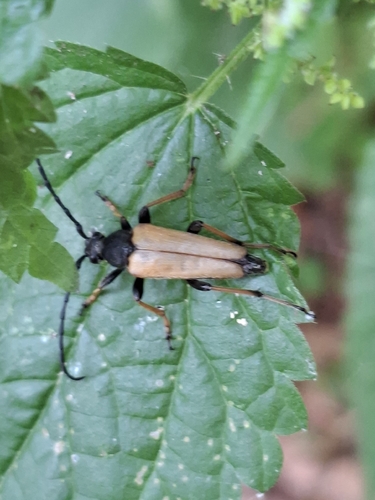 Red Pine Longhorn Beetle