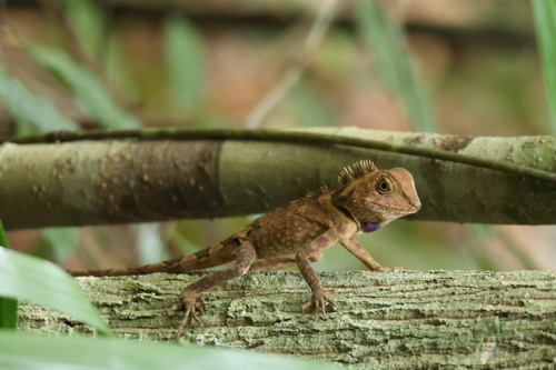 Gonocephalus bellii observed 2026-06-01