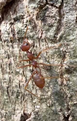 Asian Weaver Ant