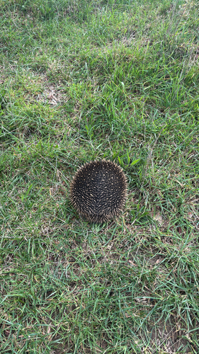 Eastern Short-beaked Echidna