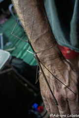 Acrophylla wuelfingi