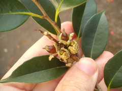 Castanopsis cuspidata