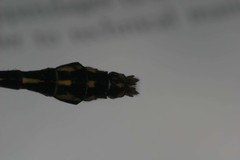 Ophiogomphus mainensis