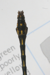 Ophiogomphus mainensis