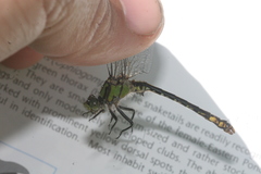 Ophiogomphus mainensis