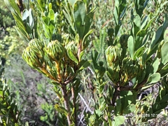 Aulax umbellata, photograph (c) William Keenan, some rights reserved (CC BY)