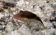 Canthigaster rostrata