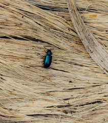 Necrobia violacea