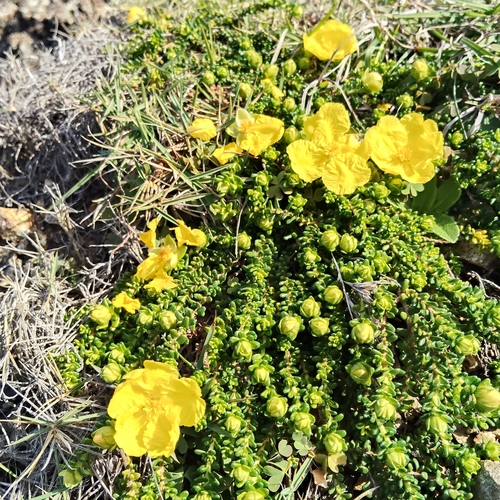 Hibbertia vestita, photograph 6