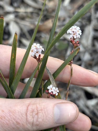 common beard-heath