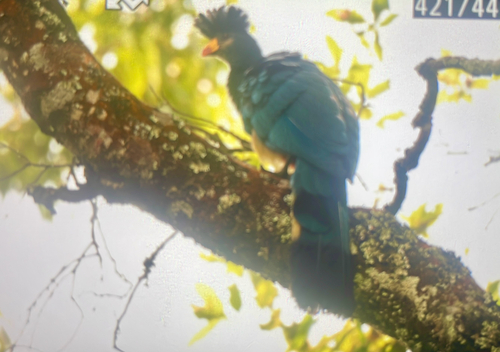 Great Blue Turaco