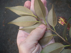 Castanopsis cuspidata