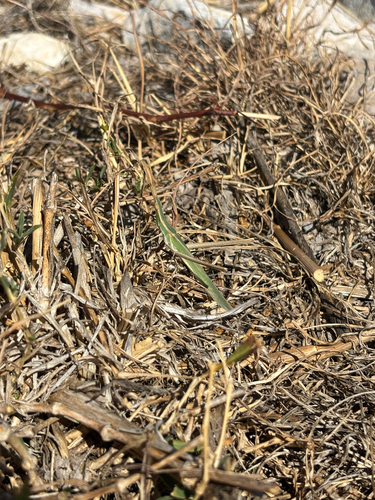 Mediterranean Slant-faced Grasshopper