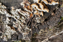 Zachaeus crista