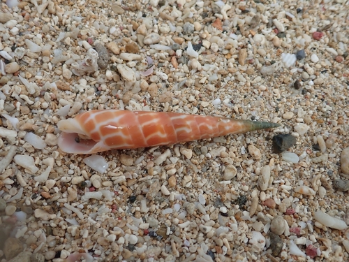 Terebra dimidiata observed 2026-08-23