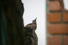 Cinclodes taczanowskii