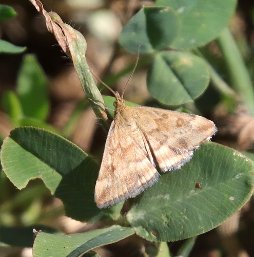 Straw-barred Pearl