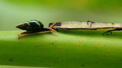 Zoniferella albobalteata