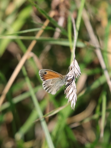 Small Heath