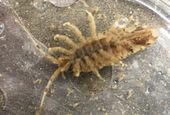 Synidotea laticauda