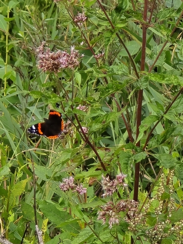 Red Admiral