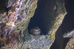 Cinclodes taczanowskii