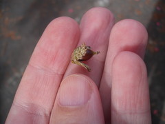 Castanopsis cuspidata