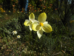 Cyanella alba flavescens