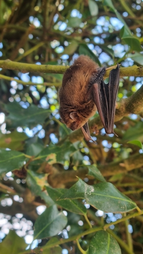 Soprano Pipistrelle, Lower Harlestone Garden Centre, Northampton NN5 6UJ, UK, photo 9 of 10
