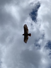 Buteo jamaicensis