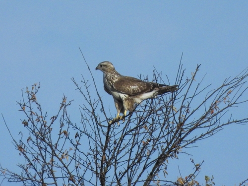Common Buzzard