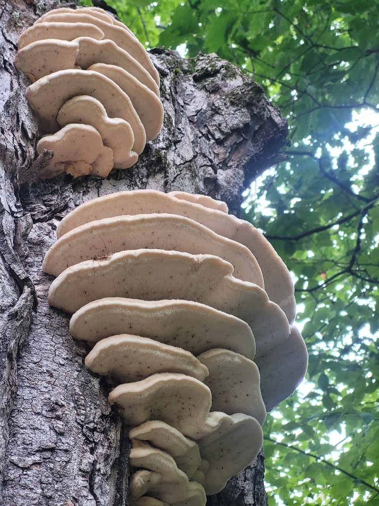 Northern Tooth · August 2026 · photo: Photo: no rights reserved · iNaturalist