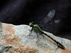 Ophiogomphus mainensis