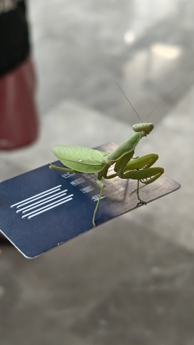 Giant Asian Mantis