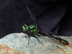 Ophiogomphus mainensis