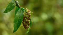 Epidendrum carchiense