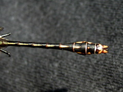 Ophiogomphus mainensis