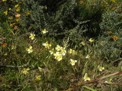 Cyanella alba flavescens