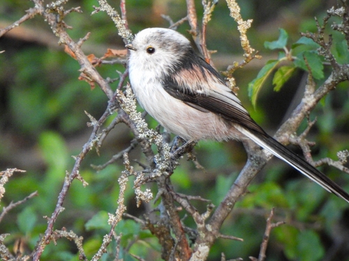 Long-tailed Tit