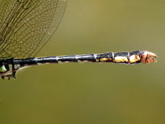 Ophiogomphus mainensis