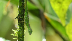 Anolis gemmosus