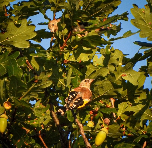 European Goldfinch